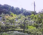 20060813_Ɋy2.jpg