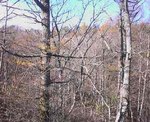 20061112_NIWA.jpg