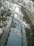 20070331_P.jpg