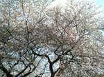 20070408_m06.jpg