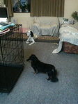 20071024_Dogs.jpg
