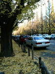 20081206__{Ǖ03.jpg