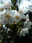 20090404_Vh䉑01.jpg