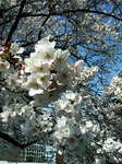 20090404_Vh䉑02.jpg