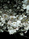 20090404_l{01.jpg