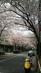 20110410_[̋A蓹1.jpg