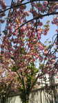 20110424_dH.jpg
