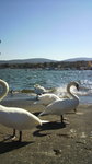 20111016_山中湖の白鳥.jpg