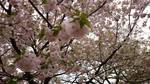 20140413_Vh䉑.jpg