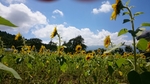 20150825125324510.jpg
