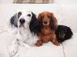 Dogs.jpg