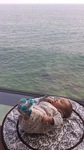 ペッシェグロッソ02.jpg