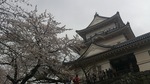 小田原城と桜.jpg