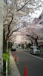 20110410_[̋A蓹2.jpg